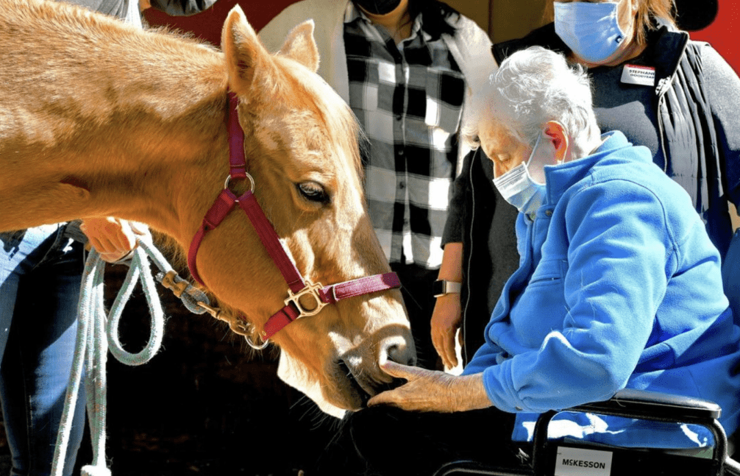 Horses, Hope, And Healing With The National Center For Equine ...