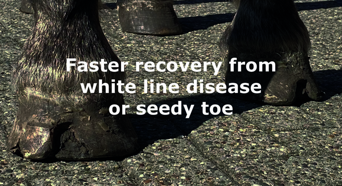 Eradicate White Line Disease with Expert FormaHoof Care!