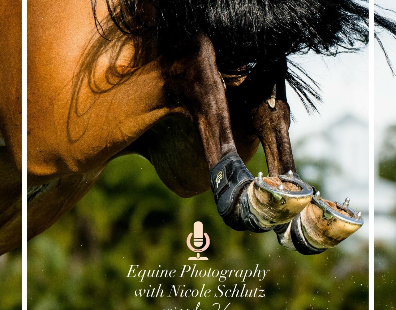 Equine Photography with Nicole Schultz